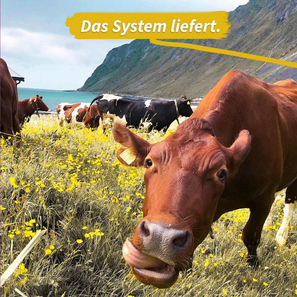 Kühe verdauen Plastik